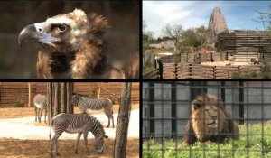 Biodiversité et bien-être animal au nouveau zoo de Vincennes
