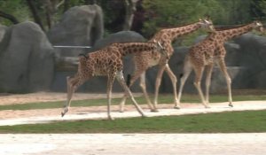 Forte affluence pour la réouverture du Zoo de Vincennes