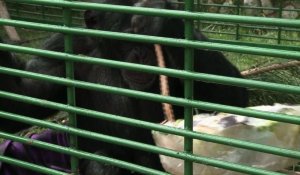 Liban: un chimpanzé sauvé d'un zoo