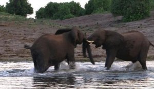 Rencontre internationale sur le sort des éléphants africains