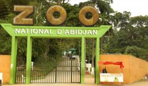 Côte d'Ivoire: les lions, symbole de l'après-crise au zoo