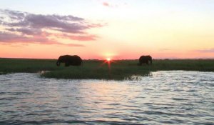 Botswana: une conférence pour sauver les éléphants