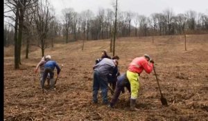 Nielles-lès-Bléquin: ils replantent une parcelle du bois communal