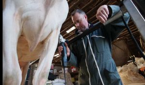 Entretien avec Jean Francois Nys, coiffeur pour vaches