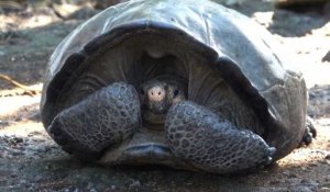 Galapagos: une tortue géante que l'on pensait éteinte découverte