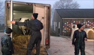 Imminence, la vache égérie du Salon de l'Agriculture est partie ce vendredi matin de l'Avesnois pour Paris