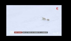 Canada : sur les traces de l'ours polaire