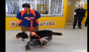 Des chiens pour soulager les détenues à Nantes