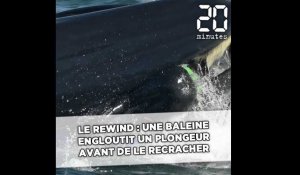 Le Rewind : Une baleine engloutit un plongeur avant de le recracher