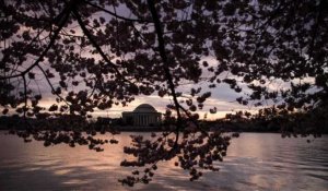 Les cerisiers de Washington sont en fleurs