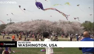 Les cerfs-volants à l'assaut du ciel de Washington