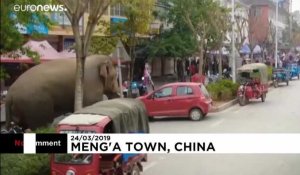Un éléphant d'Asie fait un tour en ville après avoir été exclu de son groupe