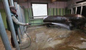 Maubeuge: c'est l'heure du nettoyage pour les hippopotames