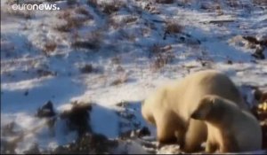 Invasion d'ours polaires dans le grand nord russe
