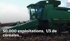 Les chiffres de l'agriculture dans le Grand Est