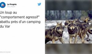 Var. Un loup « agressif » abattu dans le centre-ville de Bormes-les-Mimosas