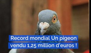 Colombophilie : Un pigeon vendu 1,25 million d'euros !