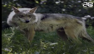 Le nombre de loups adultes en France est désormais estimé à 530