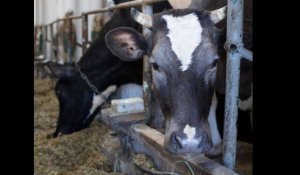 Vaches à hublots et poulets difformes... L214 dénonce les pratiques d'un centre de recherche dans la Sarthe
