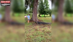 Floride : Un alligator dévoile le sexe d'un bébé pendant une baby shower (Vidéo)