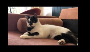 Le Mans Mia House Un Bar A Chats Sur Orange Videos