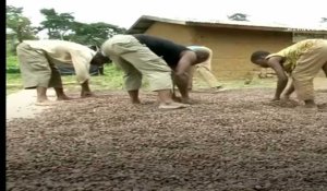 Cacao: Ghana et Côte d'Ivoire suspendent leurs ventes pour exiger une rémunération décente des agriculteurs