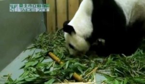 Yuan Yuan donne naissance à un bébé panda