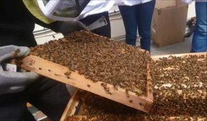 Des ruches au tribunal de grande instance d'Arras
