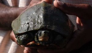 Un temple indien au secours de tortues "éteintes"