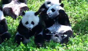Deux pandas prometteurs pour la survie de l'espèce