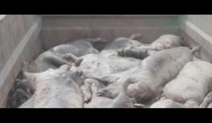 L214 : la nouvelle vidéo choc d'un élevage de porcs (vidéo) 