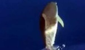 Les rencontres avec les dauphins se multiplient sur le littoral provençal