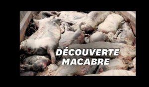 L214 dévoile des images de porcs en décomposition dans un élevage du Maine-et-Loire