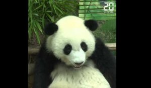 Le deuxième panda géant né en Malaisie a été baptisé Yi Yi