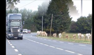 Des vaches sur la route à Toeufles