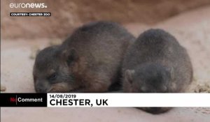 Le zoo de Chester a accueilli trois nouvelles petites créatures