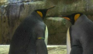 Zoo de Berlin : un couple de pingouins mâles adopte un oeuf