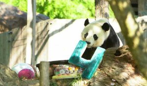 Le panda Bei Bei fête son 4ème anniversaire au zoo de Washington