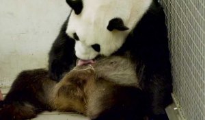 Deux bébés pandas nés à Pairi Daiza