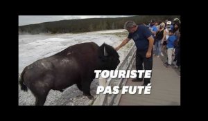 Les bisons de Yellowstone n&#39;aiment pas que les touristes les caressent
