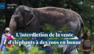 L'interdiction de la vente d'éléphants à des zoos en bonne voie