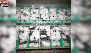 L'association L214 dénonce l'élevage des lapins en cage (vidéo)