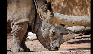Le dos d'un rhinocéros du zoo de La Palmyre « tagué » par des visiteurs