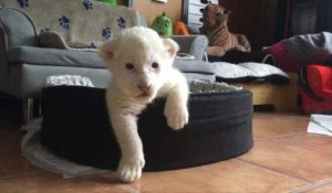 Nala et Simba, deux bébés lionceaux blancs nés en France