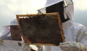 Cours d'apiculture pour aider les réfugiés à oublier leur passé