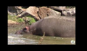 Naissance d&#39;un bébé hippopotame à Planète Sauvage