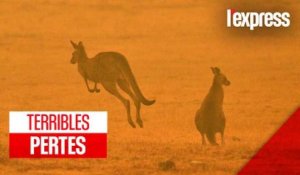 Incendies en Australie : 1 milliard d'animaux tués
