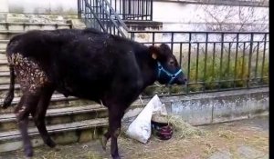 Retraites : les avocats de Soissons enchaînent une vache au palais de justice