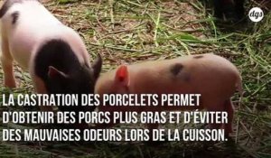 Le broyage des poussins et la castration à vif des porcelets enfin interdits en France d'ici 2021