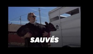 Joaquin Phoenix sauve une vache et son veau de l&#39;abattoir, au lendemain des Oscars